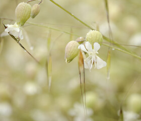 Flora of Gran Canaria -  Silene vulgaris, the bladder campion, natural macro floral background