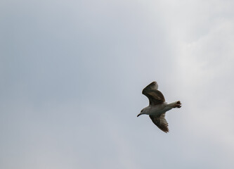 Black Sea gulls on the Black Sea coast