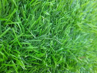 Artificial green color grass can be used in background