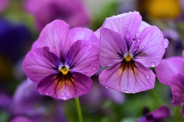 Close up of two purple pansy against a blurred background