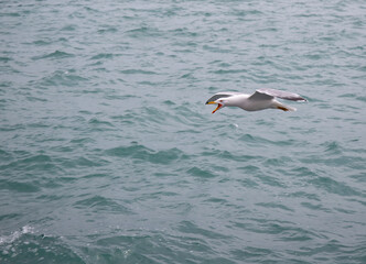 Black Sea gulls on the Black Sea coast