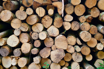 Fototapeta premium Circle patterns of cut tree trunks.