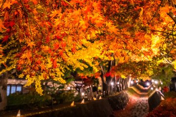 Plakat Night display of the colorful trees in autumn at Fujikawaguchiko next to Lake Kawaguchi in Japan