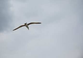 Obraz premium Black Sea gulls on the Black Sea coast