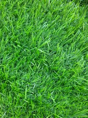 Artificial green color grass can be used in background