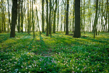 Wald in Sachsen-Anhalt im Frühling