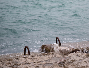 Black Sea gulls on the Black Sea coast