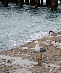 Black Sea gulls on the Black Sea coast