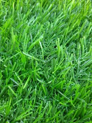Artificial green color grass can be used in background
