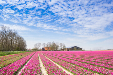 Fototapeta na wymiar Field of purple tulips and a farm in Noordoostpolder