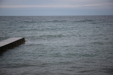Obraz premium Black Sea gulls on the Black Sea coast