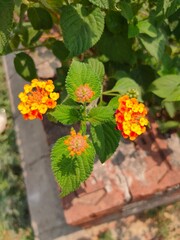 orange flower in a garden