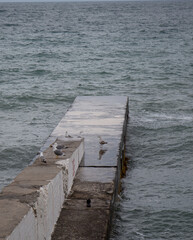 Fototapeta premium Black Sea gulls on the Black Sea coast