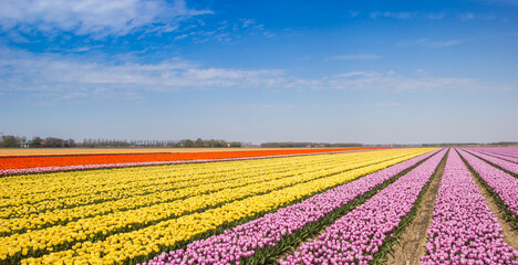 Fototapeta na wymiar Panorama of yellow and pink tulips in a field in Noordoostpolder