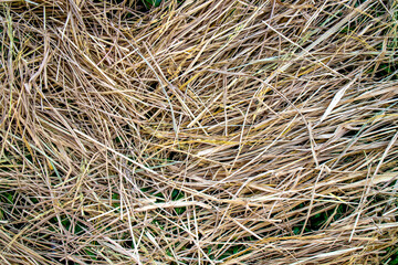 dry straw texture background. top view. flat lay