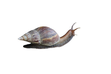 Snail 2 action on the white background