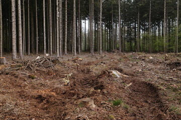Waldsterben 11