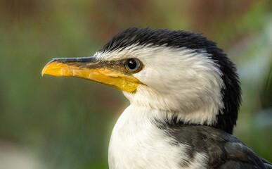 Portrait of little pied cormorant bowing to the side. Bird  aleso known as Little Shag, Kawaupaka. Microcarbo melanoleucos. Phalacrocorax melanoleucos.