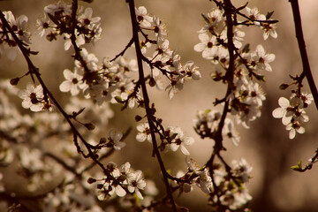 Kwitnąca gałązka drzewa owocowego z białymi kwiatami - obrazy, fototapety, plakaty