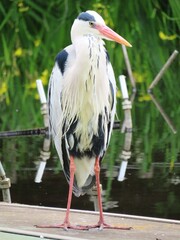 アオサギ