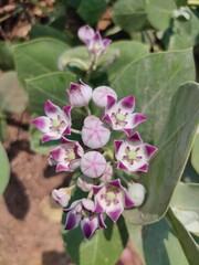 pink and white flowers