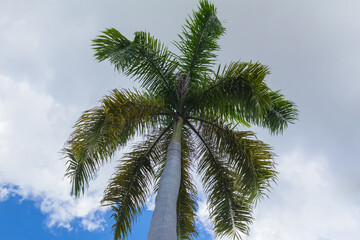 Obraz na płótnie Canvas Royal palm tree against the sky