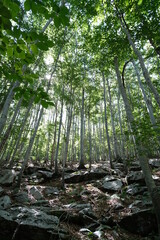 Obraz premium Forest of trees with rays of sunlight that illuminate.The green leaves let rays of light enter the undergrowth. Wood of the Apuan Alps in Tuscany. Alpi Apuane, Tuscany, Italy. 