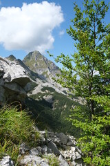 Mountains of the Apuan Alps between Monte Pisanino and Monte Cavallo.The fronds of the green trees contrast with the blue of the sky and the clouds. Alpi Apuane, Garfagnana, Italy. 