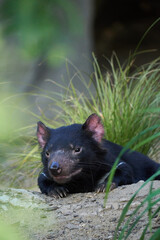 Tasmanian Devil looking ahead. 