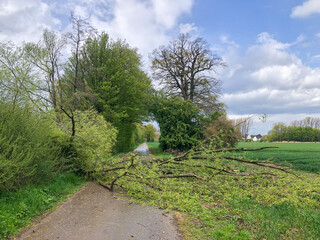 Umgestürzter Baum nach einem Sturm auf einer Straße Fahrradweg Sturmschaden