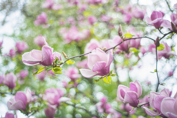 Magnolia flower blooming against a background of blurry magnolia flowers with raindrops. Magnolia "X Soulangeana" in Uzhgorod, nature awakening, close-up of large pink flowers, copy space