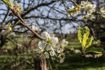 blossoming tree
