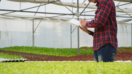 Farmer inspect check and take care farm products and fresh vegetables in greenhouse or organic farm...