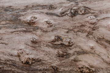 Wood trunk structure in close-up.