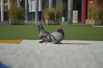 A couple of pidgeons