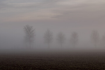 Landscape with bare trees among the mist on a winter morning