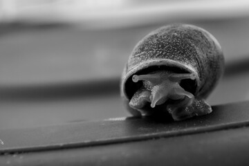 Closeup of a snail in black and white