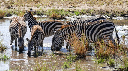 Fototapeta na wymiar Zebras im Wasserloch in der Serengeti