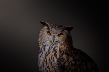 Portrait of eagle owl with nice dark background