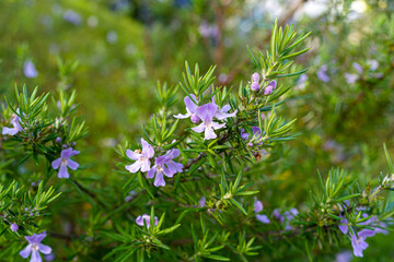 開花し始めたローズマリーの花
