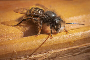 Fototapete bei efototapeten.de bestellen   