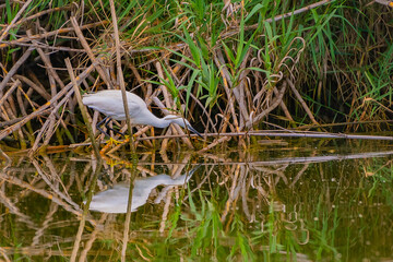 Garza Blanca, Ardea alba, cazando en la ribera de un rio con un bonito reflejo sobre el agua