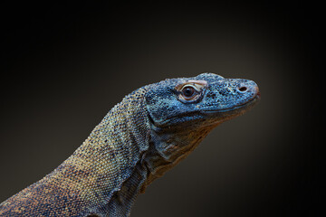 Close-up of the Comodo Dragon on a black background