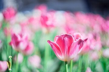 チューリップ