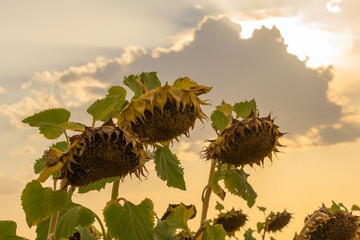 Girasoles tristes mirando hacia el suelo con un atardecer nublado, Castilla la mancha, España