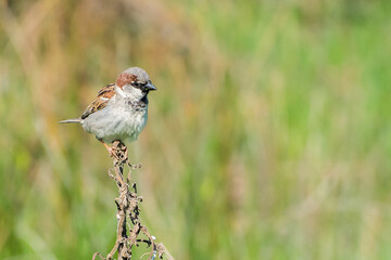 House Sparrow (Passer domesticus) perched on a twig with a nice greenish out of focus background