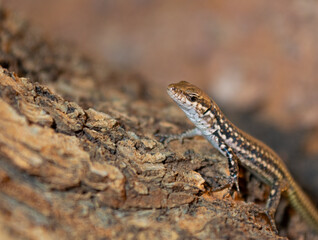 Close-up of a lizard (Podarcis hispanicus) on a log, Spain.
