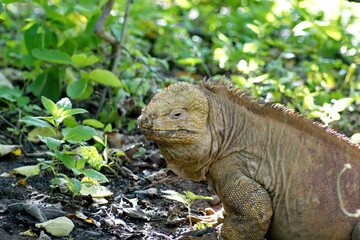 Land iguana at Urbina Bay, Isabela Island, Galapagos, Ecuador