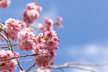 Close up of pink Cherry Blossom flowers and branches Prunus 'Kanzan'
