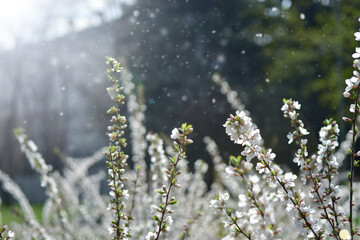 Blooming cherry twigs with sun glare. Spring background. Beauty in nature